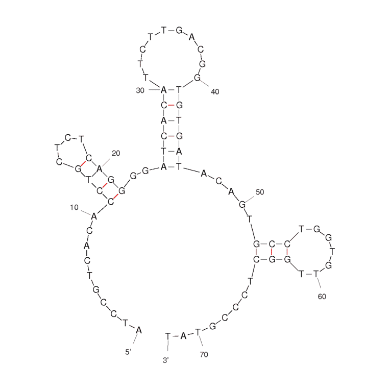 Secondary Structure - Anti-Acetylcholine Aptamer [ACh 6R] (Biotin) (A320928) - Antibodies.com
