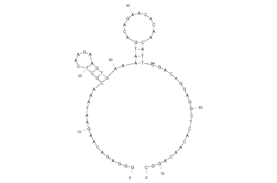 Secondary Structure - Anti-MUC1 Aptamer [MUC1-5TR-1] (Biotin) (A320929) - Antibodies.com