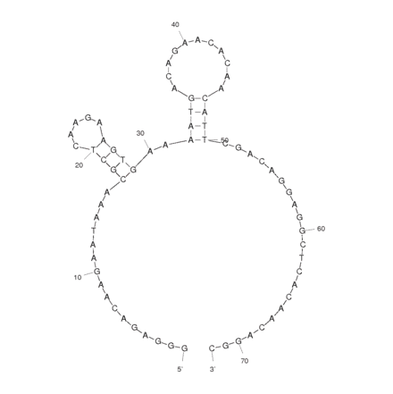 Secondary Structure - Anti-MUC1 Aptamer [MUC1-5TR-1] (Biotin) (A320929) - Antibodies.com