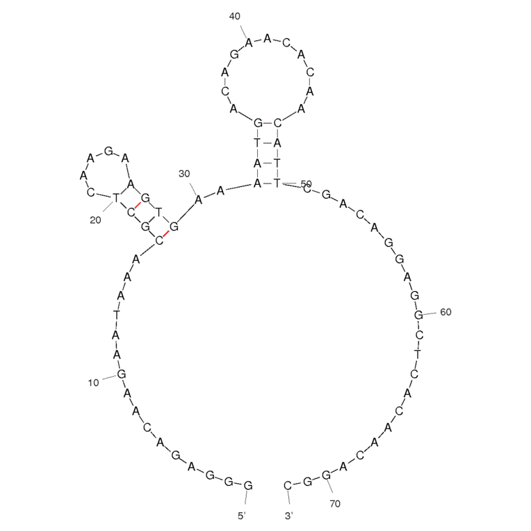 Secondary Structure - Anti-MUC1 Aptamer [MUC1-5TR-1] (Biotin) (A320929) - Antibodies.com
