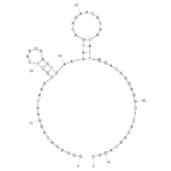 Secondary Structure - Anti-MUC1 Aptamer [MUC1-5TR-1] (Biotin) (A320929) - Antibodies.com