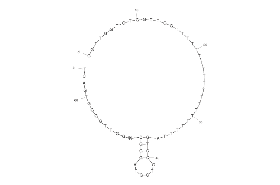 Secondary Structure - Anti-Thrombin Aptamer (Biotin) (A320930) - Antibodies.com