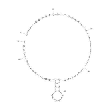 Secondary Structure - Anti-Thrombin Aptamer (Biotin) (A320930) - Antibodies.com