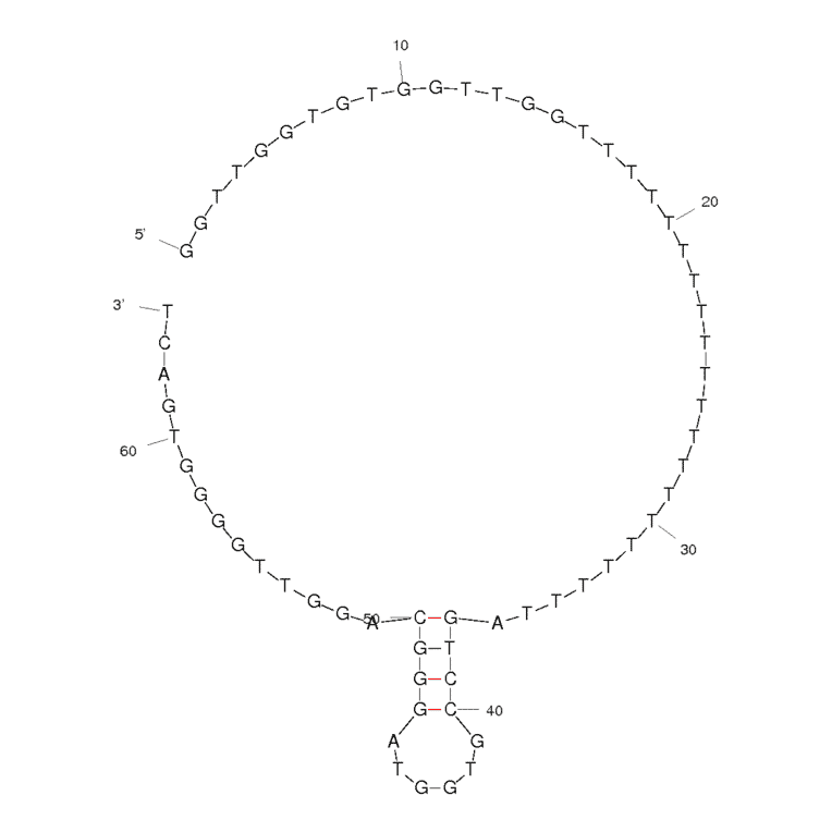 Secondary Structure - Anti-Thrombin Aptamer (Biotin) (A320930) - Antibodies.com