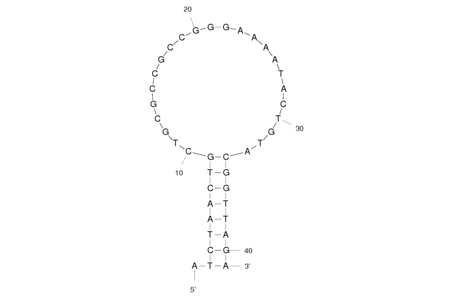 Secondary Structure - Anti-Acute Lymphoblastic Leukemia (CCRF-CEM) Aptamer [sgc8c] (Biotin) (A320931) - Antibodies.com