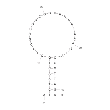 Secondary Structure - Anti-Acute Lymphoblastic Leukemia (CCRF-CEM) Aptamer [sgc8c] (Biotin) (A320931) - Antibodies.com