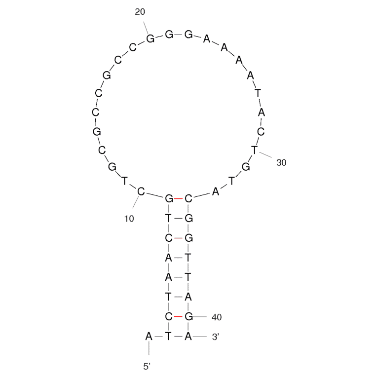 Secondary Structure - Anti-Acute Lymphoblastic Leukemia (CCRF-CEM) Aptamer [sgc8c] (Biotin) (A320931) - Antibodies.com