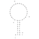 Secondary Structure - Anti-Acute Lymphoblastic Leukemia (CCRF-CEM) Aptamer [sgc8c] (Biotin) (A320931) - Antibodies.com