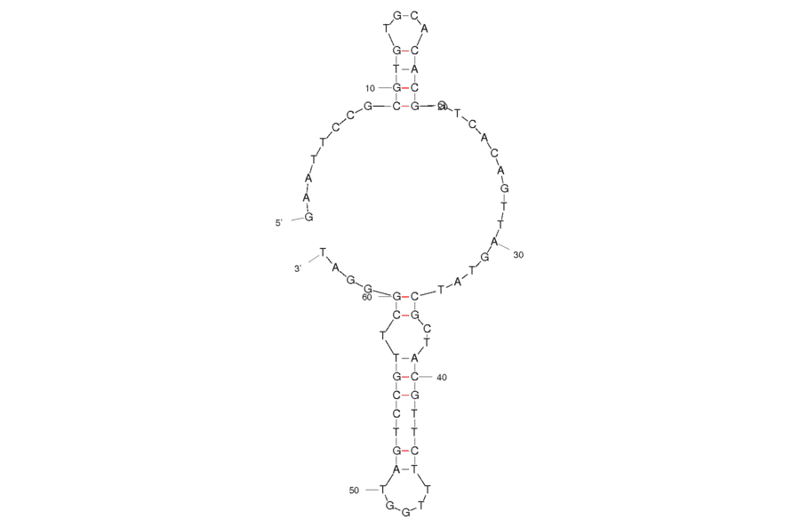 Secondary Structure - Anti-Transferrin Receptor Aptamer [GS24] (Biotin) (A320932) - Antibodies.com