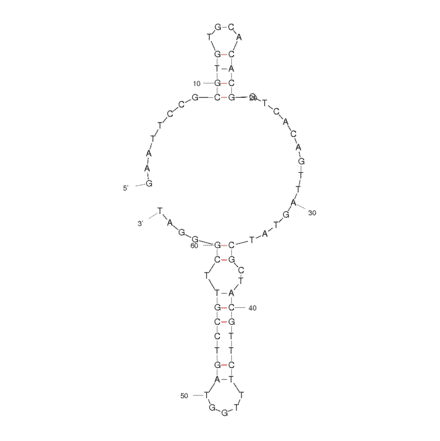 Secondary Structure - Anti-Transferrin Receptor Aptamer [GS24] (Biotin) (A320932) - Antibodies.com