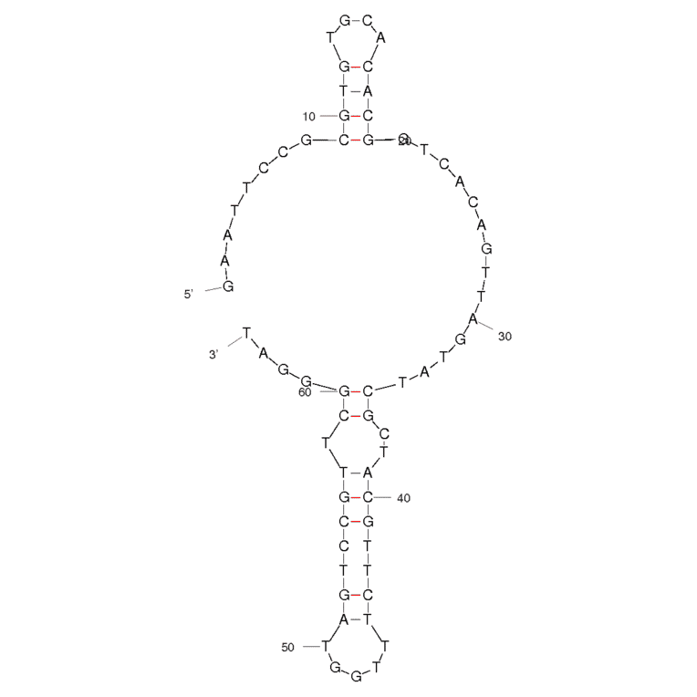 Secondary Structure - Anti-Transferrin Receptor Aptamer [GS24] (Biotin) (A320932) - Antibodies.com