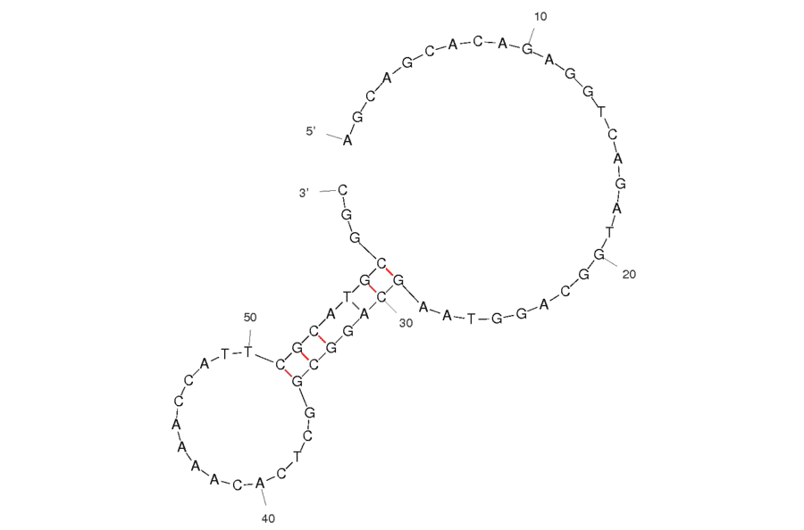 Secondary Structure - Anti-Lysozyme (Chicken + Human) Aptamer [Apt 60] (Biotin) (A320934) - Antibodies.com
