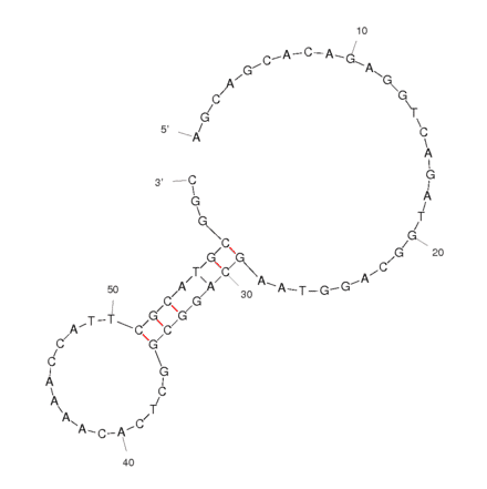 Secondary Structure - Anti-Lysozyme (Chicken + Human) Aptamer [Apt 60] (Biotin) (A320934) - Antibodies.com