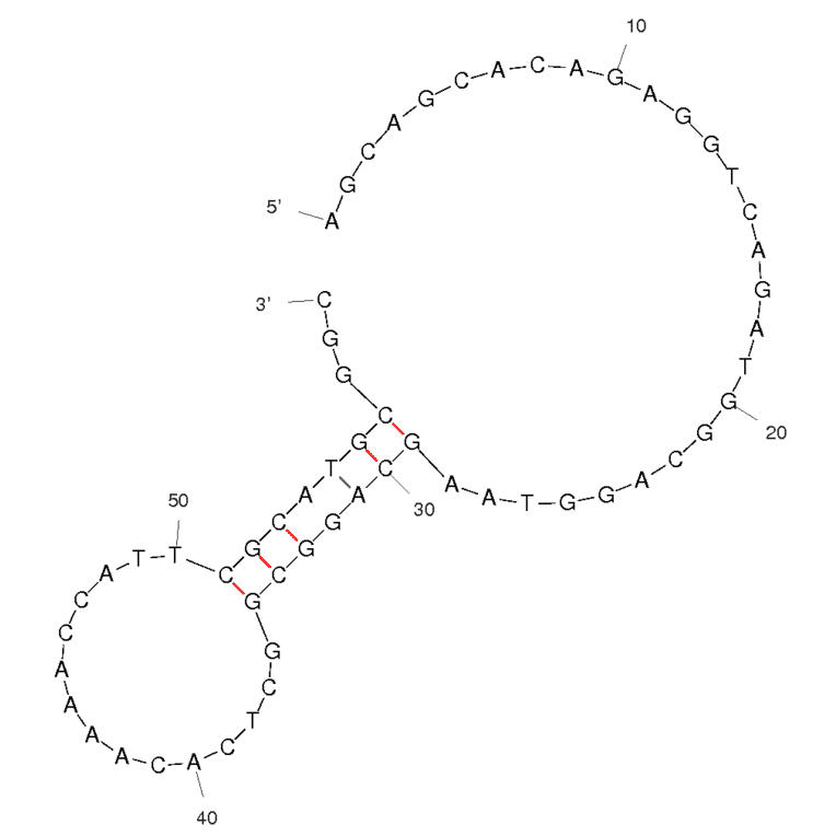 Secondary Structure - Anti-Lysozyme (Chicken + Human) Aptamer [Apt 60] (Biotin) (A320934) - Antibodies.com