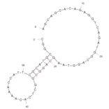 Secondary Structure - Anti-Lysozyme (Chicken + Human) Aptamer [Apt 60] (Biotin) (A320934) - Antibodies.com