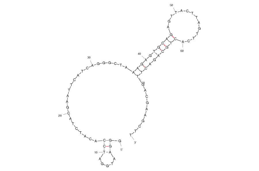 Secondary Structure - Anti-Lysozyme (Chicken) Aptamer [Clone 1] (Biotin) (A320935) - Antibodies.com