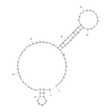 Secondary Structure - Anti-Lysozyme (Chicken) Aptamer [Clone 1] (Biotin) (A320935) - Antibodies.com