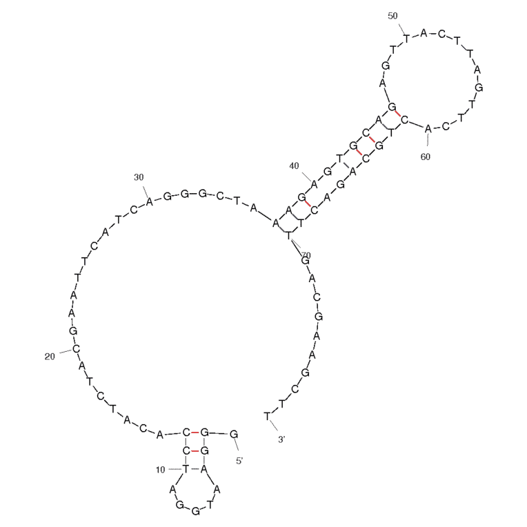 Secondary Structure - Anti-Lysozyme (Chicken) Aptamer [Clone 1] (Biotin) (A320935) - Antibodies.com