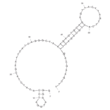 Secondary Structure - Anti-Lysozyme (Chicken) Aptamer [Clone 1] (Biotin) (A320935) - Antibodies.com