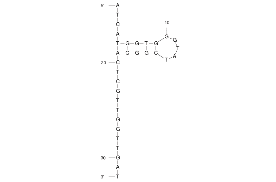Secondary Structure - Anti-p-nosyl Protected Alkyl Amino Group Aptamer [M6b-M14] (Biotin) (A320936) - Antibodies.com