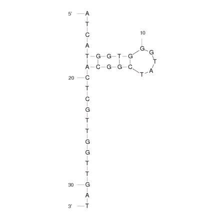Secondary Structure - Anti-p-nosyl Protected Alkyl Amino Group Aptamer [M6b-M14] (Biotin) (A320936) - Antibodies.com