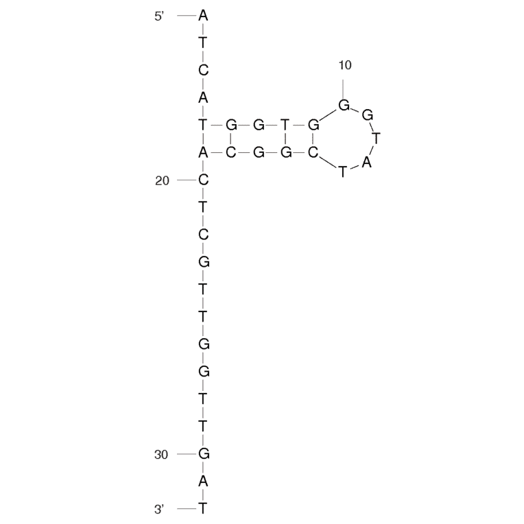 Secondary Structure - Anti-p-nosyl Protected Alkyl Amino Group Aptamer [M6b-M14] (Biotin) (A320936) - Antibodies.com