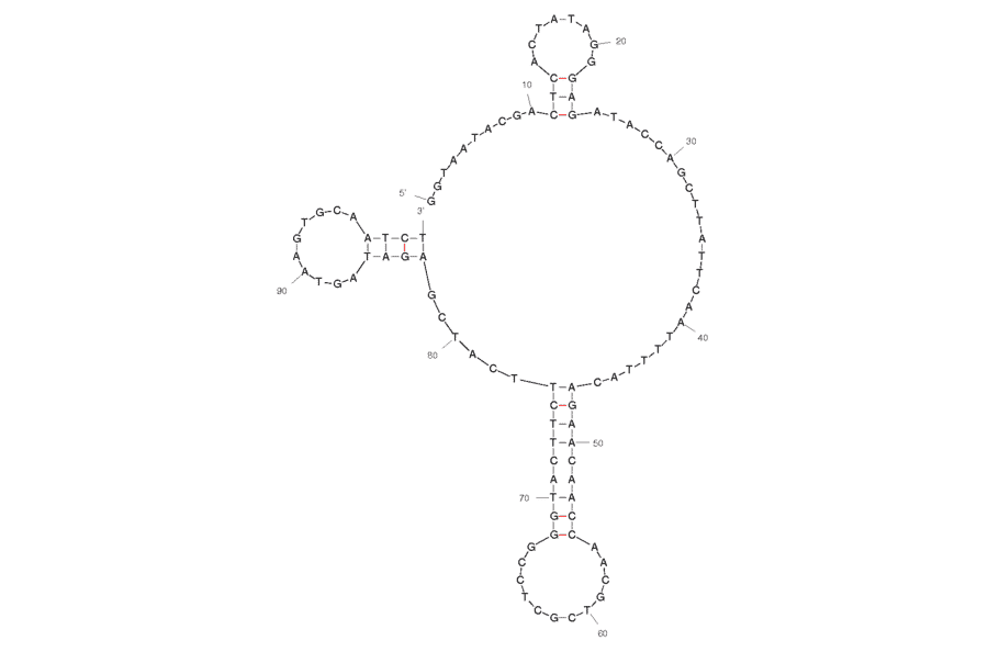 Secondary Structure - Anti-Arsenic III Aptamer (Biotin) (A320937) - Antibodies.com