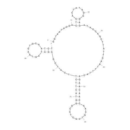 Secondary Structure - Anti-Arsenic III Aptamer (Biotin) (A320937) - Antibodies.com