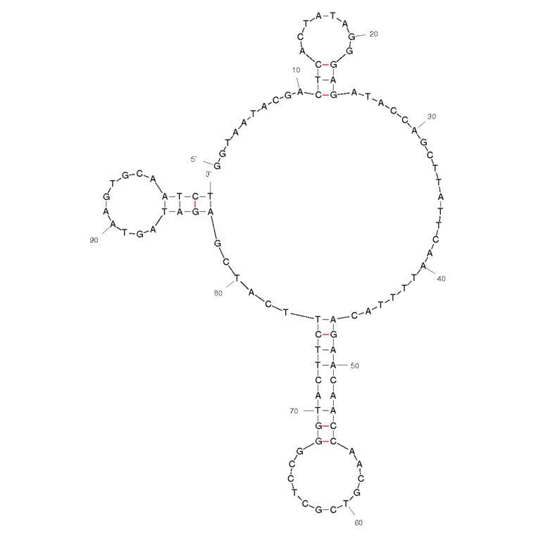 Secondary Structure - Anti-Arsenic III Aptamer (Biotin) (A320937) - Antibodies.com