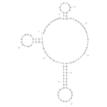 Secondary Structure - Anti-Arsenic III Aptamer (Biotin) (A320937) - Antibodies.com