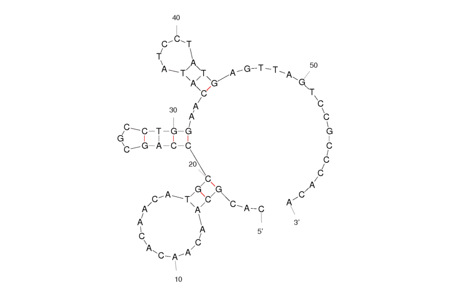 Secondary Structure - Anti-Microcystin Aptamer [RC6] (Biotin) (A320938) - Antibodies.com