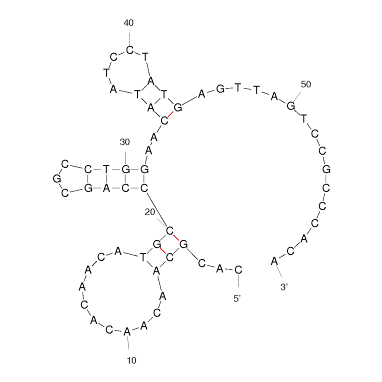 Secondary Structure - Anti-Microcystin Aptamer [RC6] (Biotin) (A320938) - Antibodies.com