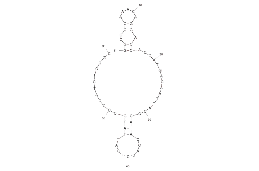 Secondary Structure - Anti-Microcystin-LR Aptamer [AN6] (Biotin) (A320939) - Antibodies.com