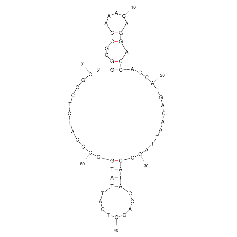 Secondary Structure - Anti-Microcystin-LR Aptamer [AN6] (Biotin) (A320939) - Antibodies.com