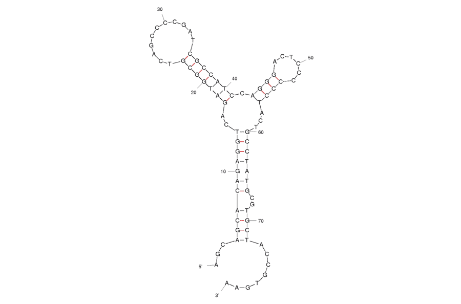 Secondary Structure - Anti-Ergot Alkaloids Aptamer [M3.2] (Biotin) (A320941) - Antibodies.com