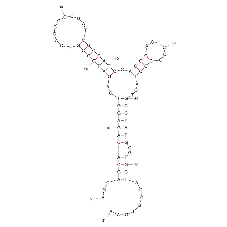 Secondary Structure - Anti-Ergot Alkaloids Aptamer [M3.2] (Biotin) (A320941) - Antibodies.com
