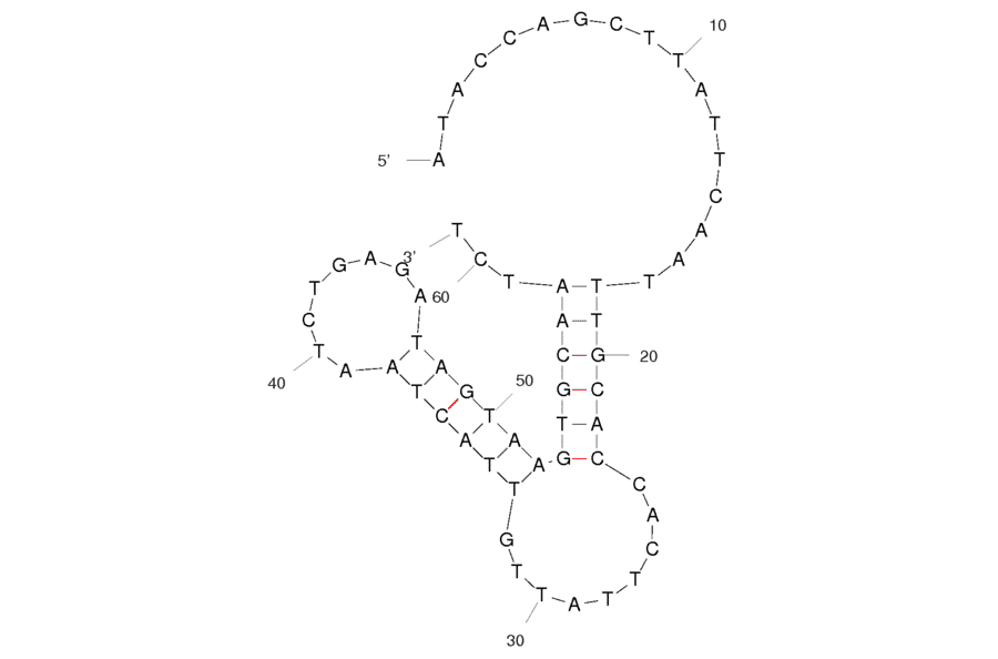 Secondary Structure - Anti-ProGRP Aptamer (Biotin) (A320942) - Antibodies.com