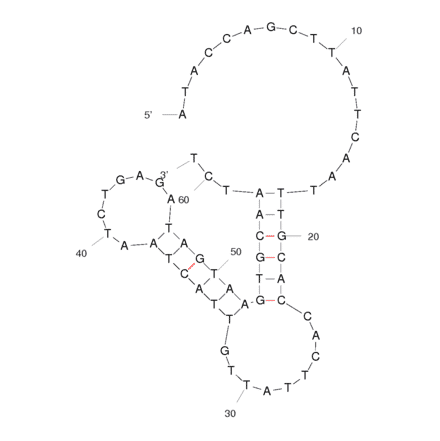 Secondary Structure - Anti-ProGRP Aptamer (Biotin) (A320942) - Antibodies.com