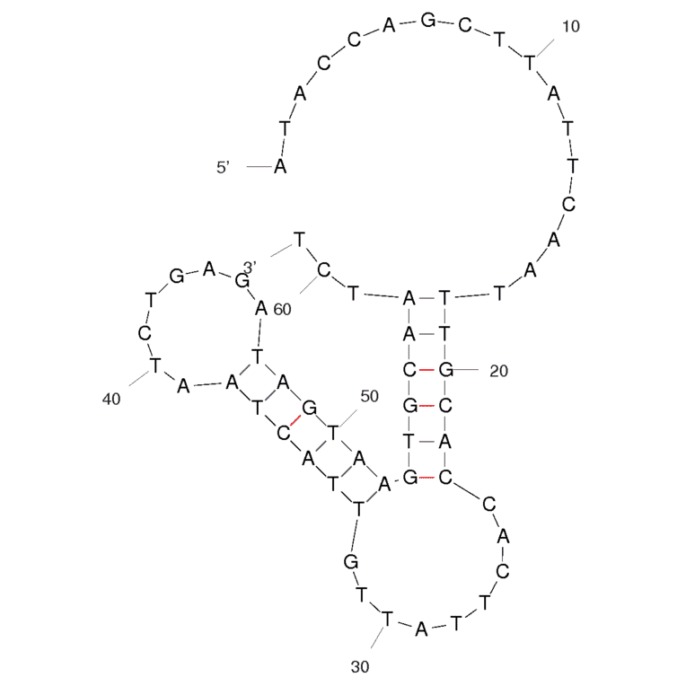 Secondary Structure - Anti-ProGRP Aptamer (Biotin) (A320942) - Antibodies.com