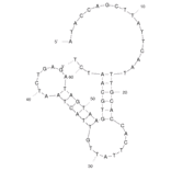 Secondary Structure - Anti-ProGRP Aptamer (Biotin) (A320942) - Antibodies.com