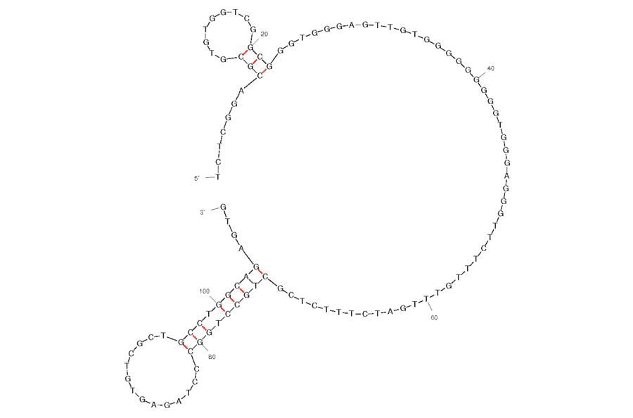 Secondary Structure - Anti-Anterior Gradient 2 Aptamer [C14B0] (Biotin) (A320943) - Antibodies.com
