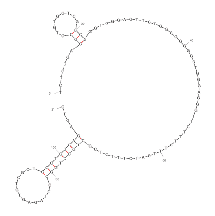 Secondary Structure - Anti-Anterior Gradient 2 Aptamer [C14B0] (Biotin) (A320943) - Antibodies.com