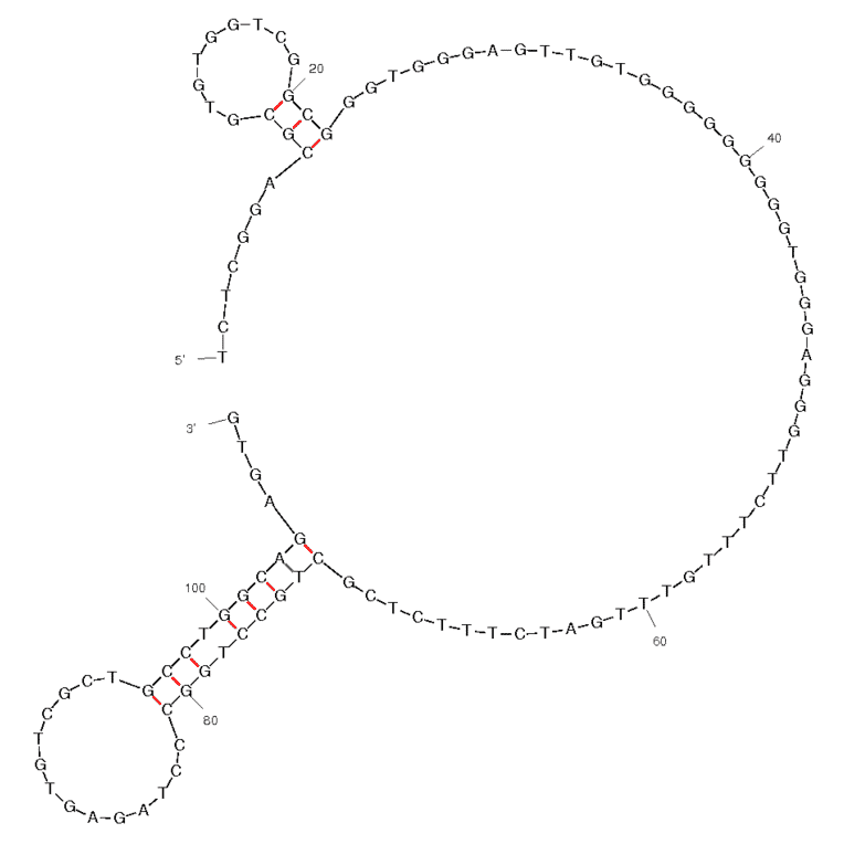 Secondary Structure - Anti-Anterior Gradient 2 Aptamer [C14B0] (Biotin) (A320943) - Antibodies.com