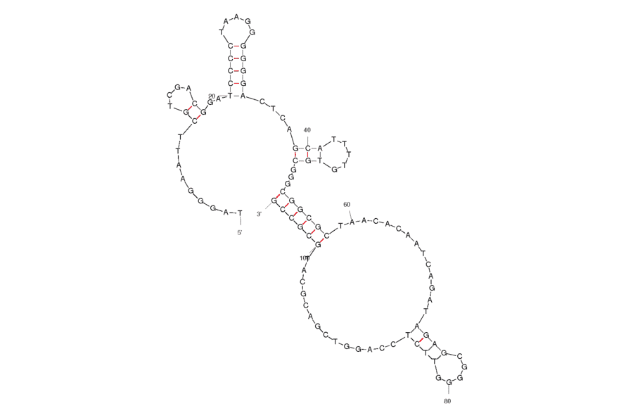 Secondary Structure - Anti-Chitin Aptamer [Chi#52] (Biotin) (A320944) - Antibodies.com