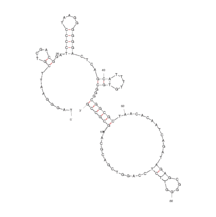 Secondary Structure - Anti-Chitin Aptamer [Chi#52] (Biotin) (A320944) - Antibodies.com