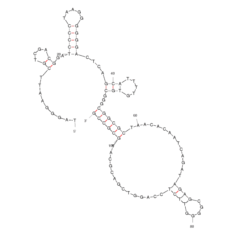 Secondary Structure - Anti-Chitin Aptamer [Chi#52] (Biotin) (A320944) - Antibodies.com