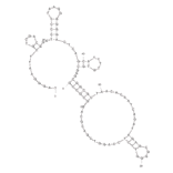 Secondary Structure - Anti-Chitin Aptamer [Chi#52] (Biotin) (A320944) - Antibodies.com