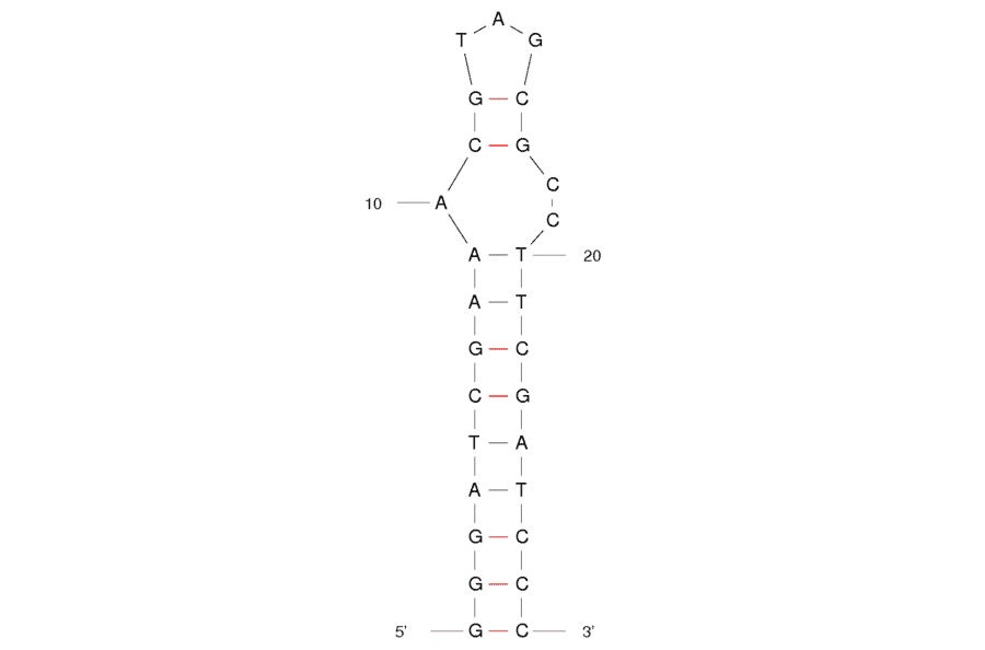 Secondary Structure - Anti-L-Arginine Aptamer [12-28 hairpin] (Biotin) (A320945) - Antibodies.com