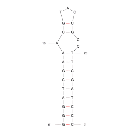 Secondary Structure - Anti-L-Arginine Aptamer [12-28 hairpin] (Biotin) (A320945) - Antibodies.com