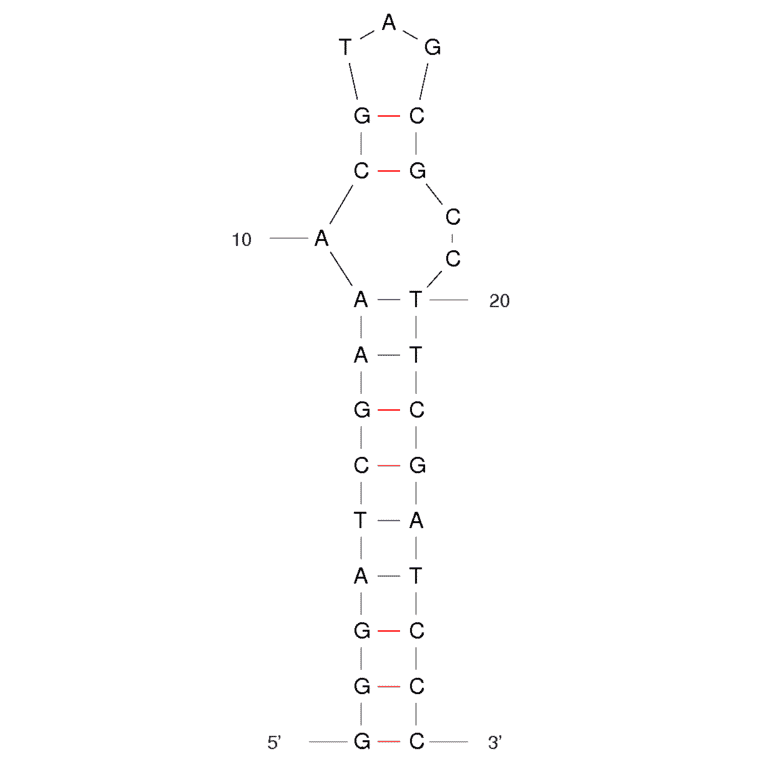 Secondary Structure - Anti-L-Arginine Aptamer [12-28 hairpin] (Biotin) (A320945) - Antibodies.com